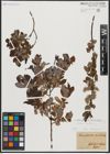 Foto von Salix aurita L.